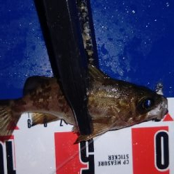 メバリング&アジング